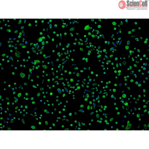 Sciencell Human Primary Epithelial Cells - Image 4