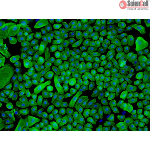 Sciencell Human Primary Epithelial Cells - Image 2