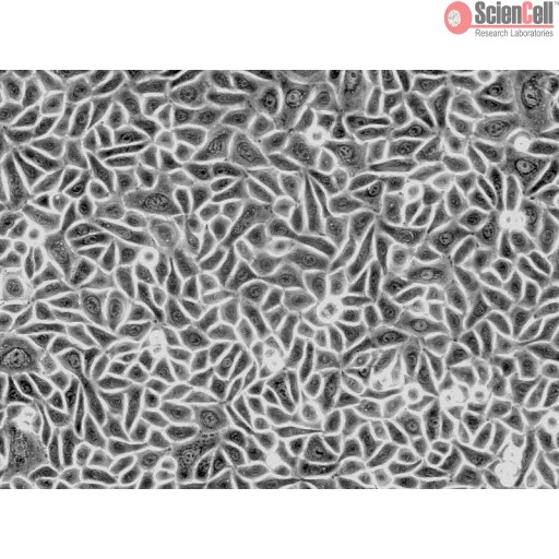 Sciencell Human Primary Epithelial Cells