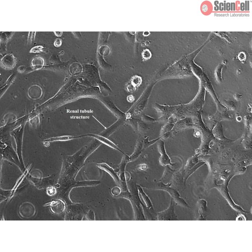 Sciencell Collagen-Based 3D Culture Kits - Image 5