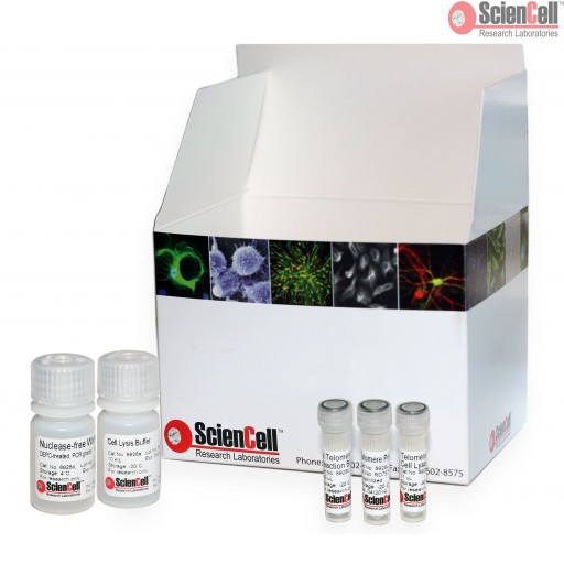 Sciencell Aging Markers Quantification Kits Team Medical & Scientific