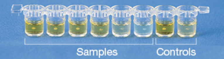 BioKits BLG Assay Kit - Image 2